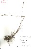  (Elymus kronokensis - VA21555)  @11 [ ] CreativeCommons - Attribution (2017) Icelandic Institute of Natural History Icelandic Istitute of Natunal History