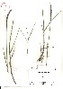  (Elymus alopex - VA21557)  @11 [ ] CreativeCommons - Attribution (2017) Icelandic Institute of Natural History Icelandic Istitute of Natunal History