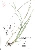  ( - VA21563)  @11 [ ] CreativeCommons - Attribution (2017) Icelandic Institute of Natural History Icelandic Istitute of Natunal History