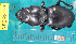  ( - NEONcarabid8197)  @13 [ ] Copyright (2010) National Ecological Observatory Network, Inc. National Ecological Observatory Network (NEON) http://www.neoninc.org/content/copyright