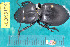  ( - NEONcarabid8198)  @13 [ ] Copyright (2010) National Ecological Observatory Network, Inc. National Ecological Observatory Network (NEON) http://www.neoninc.org/content/copyright