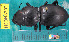  ( - NEONcarabid8202)  @13 [ ] Copyright (2010) National Ecological Observatory Network, Inc. National Ecological Observatory Network (NEON) http://www.neoninc.org/content/copyright