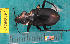  ( - NEONcarabid8261)  @13 [ ] Copyright (2010) National Ecological Observatory Network, Inc. National Ecological Observatory Network (NEON) http://www.neoninc.org/content/copyright