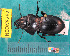  ( - NEONcarabid8262)  @13 [ ] Copyright (2010) National Ecological Observatory Network, Inc. National Ecological Observatory Network (NEON) http://www.neoninc.org/content/copyright