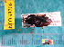  (Pterostichus atratus - NEONcarabid8266)  @13 [ ] Copyright (2010) National Ecological Observatory Network, Inc. National Ecological Observatory Network (NEON) http://www.neoninc.org/content/copyright