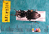  ( - NEONcarabid8268)  @13 [ ] Copyright (2010) National Ecological Observatory Network, Inc. National Ecological Observatory Network (NEON) http://www.neoninc.org/content/copyright