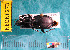  ( - NEONcarabid8273)  @12 [ ] Copyright (2010) National Ecological Observatory Network, Inc. National Ecological Observatory Network (NEON) http://www.neoninc.org/content/copyright