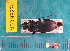  ( - NEONcarabid8274)  @13 [ ] Copyright (2010) National Ecological Observatory Network, Inc. National Ecological Observatory Network (NEON) http://www.neoninc.org/content/copyright