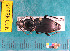  ( - NEONcarabid8275)  @13 [ ] Copyright (2010) National Ecological Observatory Network, Inc. National Ecological Observatory Network (NEON) http://www.neoninc.org/content/copyright