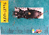  ( - NEONcarabid8276)  @13 [ ] Copyright (2010) National Ecological Observatory Network, Inc. National Ecological Observatory Network (NEON) http://www.neoninc.org/content/copyright