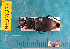  ( - NEONcarabid8277)  @12 [ ] Copyright (2010) National Ecological Observatory Network, Inc. National Ecological Observatory Network (NEON) http://www.neoninc.org/content/copyright