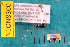  (Semiardistomis puncticollis - NEONcarabid8300)  @12 [ ] Copyright (2010) National Ecological Observatory Network, Inc. National Ecological Observatory Network (NEON) http://www.neoninc.org/content/copyright