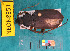  ( - NEONcarabid8351)  @13 [ ] Copyright (2010) National Ecological Observatory Network, Inc. National Ecological Observatory Network (NEON) http://www.neoninc.org/content/copyright