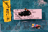  ( - NEONcarabid8370)  @12 [ ] Copyright (2010) National Ecological Observatory Network, Inc. National Ecological Observatory Network (NEON) http://www.neoninc.org/content/copyright