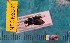  ( - NEONcarabid8371)  @11 [ ] Copyright (2010) National Ecological Observatory Network, Inc. National Ecological Observatory Network (NEON) http://www.neoninc.org/content/copyright