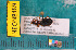  ( - NEONcarabid8489)  @13 [ ] Copyright (2010) National Ecological Observatory Network, Inc. National Ecological Observatory Network (NEON) http://www.neoninc.org/content/copyright