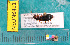  ( - NEONcarabid8491)  @13 [ ] Copyright (2010) National Ecological Observatory Network, Inc. National Ecological Observatory Network (NEON) http://www.neoninc.org/content/copyright
