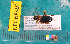  ( - NEONcarabid8493)  @13 [ ] Copyright (2010) National Ecological Observatory Network, Inc. National Ecological Observatory Network (NEON) http://www.neoninc.org/content/copyright