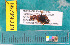  ( - NEONcarabid8499)  @13 [ ] Copyright (2010) National Ecological Observatory Network, Inc. National Ecological Observatory Network (NEON) http://www.neoninc.org/content/copyright