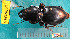  ( - NEONcarabid8512)  @13 [ ] Copyright (2010) National Ecological Observatory Network, Inc. National Ecological Observatory Network (NEON) http://www.neoninc.org/content/copyright