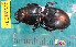  ( - NEONcarabid8540)  @13 [ ] Copyright (2010) National Ecological Observatory Network, Inc. National Ecological Observatory Network (NEON) http://www.neoninc.org/content/copyright