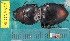  ( - NEONcarabid8542)  @13 [ ] Copyright (2010) National Ecological Observatory Network, Inc. National Ecological Observatory Network (NEON) http://www.neoninc.org/content/copyright