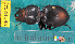  ( - NEONcarabid8549)  @13 [ ] Copyright (2010) National Ecological Observatory Network, Inc. National Ecological Observatory Network (NEON) http://www.neoninc.org/content/copyright