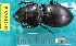  ( - NEONcarabid8560)  @13 [ ] Copyright (2010) National Ecological Observatory Network, Inc. National Ecological Observatory Network (NEON) http://www.neoninc.org/content/copyright
