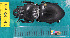  ( - NEONcarabid8565)  @13 [ ] Copyright (2010) National Ecological Observatory Network, Inc. National Ecological Observatory Network (NEON) http://www.neoninc.org/content/copyright