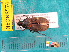  ( - NEONcarabid8574)  @13 [ ] Copyright (2010) National Ecological Observatory Network, Inc. National Ecological Observatory Network (NEON) http://www.neoninc.org/content/copyright