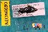  ( - NEONcarabid8690)  @12 [ ] Copyright (2010) National Ecological Observatory Network, Inc. National Ecological Observatory Network (NEON) http://www.neoninc.org/content/copyright