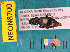  ( - NEONcarabid8700)  @12 [ ] Copyright (2010) National Ecological Observatory Network, Inc. National Ecological Observatory Network (NEON) http://www.neoninc.org/content/copyright