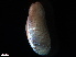  (Brachidontes virgiliae - B01-MLM)  @11 [ ] Copyright (2019) Fiona MacKay Oceanographic Research Institute