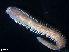  (Ceratonereis keiskama - B05-C)  @11 [ ] Copyright (2019) Fiona MacKay Oceanographic Research Institute