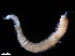 ( - B05-SL)  @11 [ ] Copyright (2019) Fiona MacKay Oceanographic Research Institute