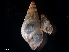  ( - B12-ME)  @11 [ ] Copyright (2019) Fiona MacKay Oceanographic Research Institute