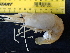  ( - B29-SLNL)  @11 [ ] Copyright (2019) Fiona MacKay Oceanographic Research Institute