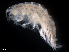  ( - B33-PEA3)  @11 [ ] Copyright (2019) Fiona MacKay Oceanographic Research Institute