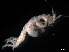  (Metaprotella - B42-MPU)  @11 [ ] Copyright (2019) Fiona MacKay Oceanographic Research Institute