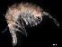  (Gammaropsis sp. 1 - B43-MPU)  @11 [ ] Copyright (2019) Fiona MacKay Oceanographic Research Institute