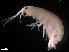  (Elasmopus pectenicrus - B45-SI)  @11 [ ] Copyright (2019) Fiona MacKay Oceanographic Research Institute