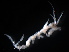  ( - B52-MPU)  @11 [ ] Copyright (2019) Fiona MacKay Oceanographic Research Institute