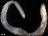  ( - B57-MLV)  @11 [ ] Copyright (2019) Fiona MacKay Oceanographic Research Institute