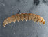  (Thaumatotibia sp - 1300979)  @12 [ ] CreativeCommons - Attribution (2013) Unspecified Centre for Biodiversity Genomics