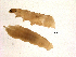  ( - CCDB-10308-C02)  @12 [ ] CreativeCommons - Attribution (2013) Andrew J. Frewin Centre for Biodiversity Genomics