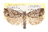  ( - CCDB-20276-B08)  @11 [ ] CreativeCommons - Attribution (2013) Andrew J. Frewin Centre for Biodiversity Genomics