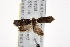  ( - CCDB-20276-G07)  @12 [ ] CreativeCommons - Attribution (2013) Andrew J. Frewin Centre for Biodiversity Genomics