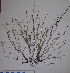  ( - PhL-CB125)  @11 [ ] CreativeCommons - Attribution Non-Commercial (2010) Clara Bertuccio Phycological Lab - University of Messina, Italy