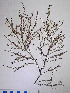  ( - PhL-CB151)  @11 [ ] CreativeCommons - Attribution Non-Commercial (2010) Clara Bertuccio Phycological Lab - University of Messina, Italy