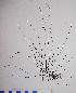  ( - PhL-CB335)  @11 [ ] CreativeCommons - Attribution Non-Commercial (2010) Clara Bertuccio Phycological Lab - University of Messina, Italy